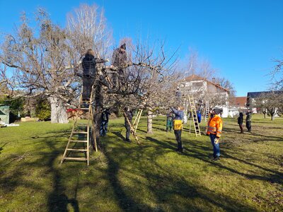 Bild vergr&ouml;&szlig;ern: 2025-10-16_PM_Obstbaumschnittkurse im Landkreis Calw_2