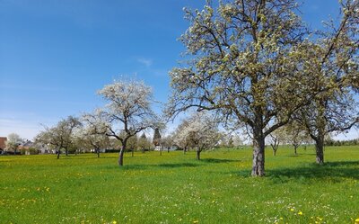 Obstbaumpflanzaktion im Landkreis Calw