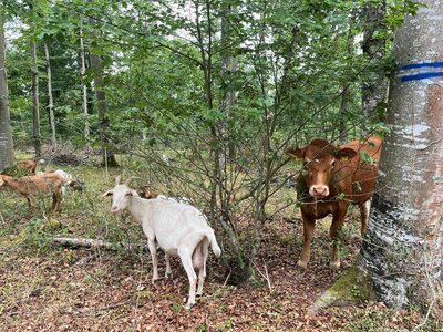 Rinder und Ziegen zur&uuml;ck im Gechinger Masenwald