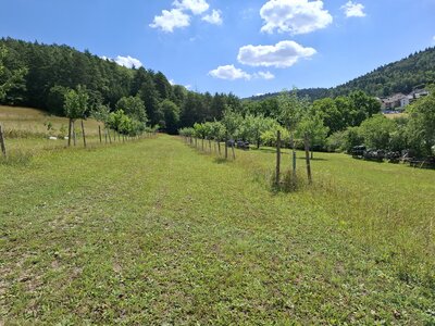 Obstbaumpflanzaktion im Landkreis Calw