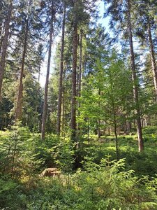 Kreisweiter Privatwaldtag am Samstag, den 10. Oktober 2026 im Wald bei Oberkollwangen