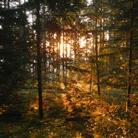 Bild vergr��ern: Sonnenaufgang durch einen Waldbestand