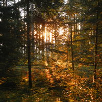Bild vergrern: Sonnenaufgang durch einen Waldbestand