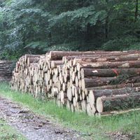 Bild vergr��ern:  Holzpolter                           
