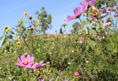 Bild vergr��ern: Wildblumen Gartenschau