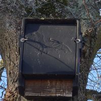 Bild vergr&ouml;&szlig;ern: Artenschutz am Haus - Fledermausk&auml;sten