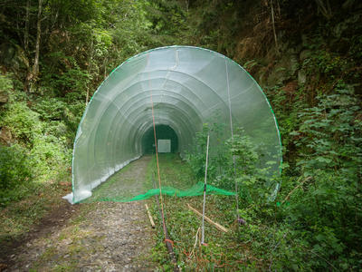 Bild vergr&ouml;&szlig;ern: Mit dieser provisorischen Variante der geplanten Kammerl&ouml;sung untersucht der Landkreis Calw derzeit m&ouml;gliche Auswirkungen der geplanten r&auml;umlichen Ver&auml;nderung vor und in den Tunneln auf das Verhalten der Flederm&auml;use. 