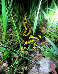 Bild vergr&ouml;&szlig;ern: Der seltene Feuersalamander im Kreuzertal, LEV Calw