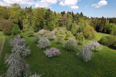 Bild vergr&ouml;&szlig;ern: 2022-05-18 PM Streuobstwiesen Drohnenaufnahme Beinberg
