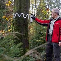 Bild vergr&ouml;&szlig;ern: Revierleiter beim Markieren einer Habitatbaumgruppe (Foto FVA BW)