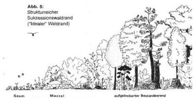 Bild vergr&ouml;&szlig;ern: Waldrandgestaltung (Foto FVA BW)