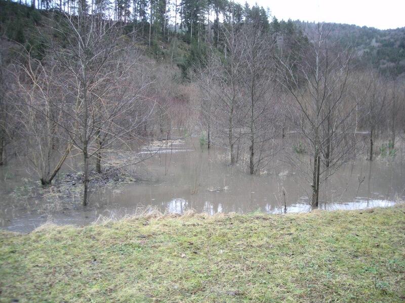 Bild vergrößern: entwickelnder Auwald bei Hochwasser