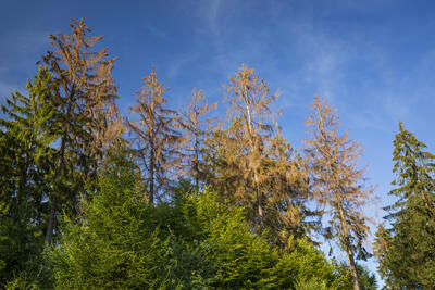 Bild vergr&ouml;&szlig;ern: Borkenk&auml;fer