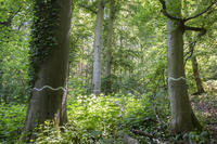 Bild vergr&ouml;&szlig;ern: Habitatbaumgruppe (Foto Ulrike Klumpp)