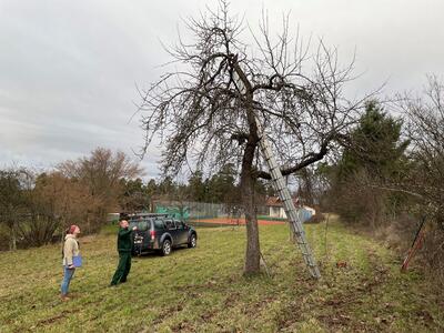 Bild vergr&ouml;&szlig;ern: 2023-02-06 PM Streuobstb&auml;ume Hermann-Hesse-Bahn 1