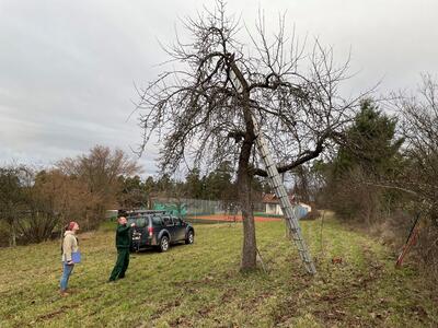 Fachkundige Pflege für Streuobstbäume im Umfeld der Hermann-Hesse-Bahn startet