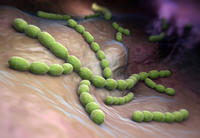 Bild vergr&ouml;&szlig;ern: Streptococcus pneumonial